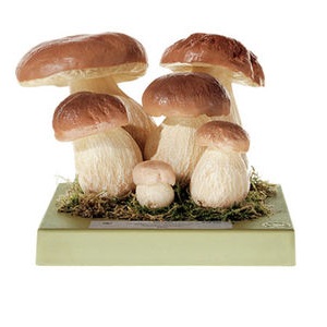 Modele grzybów